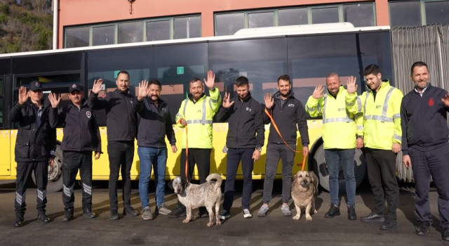 İETT'nin Patili Dostlar Ailesi Büyüyor