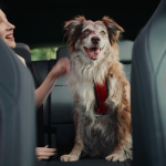 Mercedes-Benz Türkiye ve HAÇİKO’dan Köpeklere Özel Güvenli Yolculuk Filmi “İlk Yolculuk”